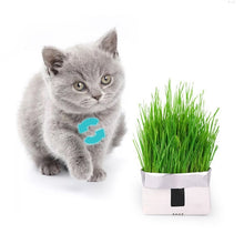 Load image into Gallery viewer, Cat Grass Soilless Culture Kit Cats Organic Removing Hairballs Treatment Indoor Growing Cat Grass Seeds Cat Natural Snacks
