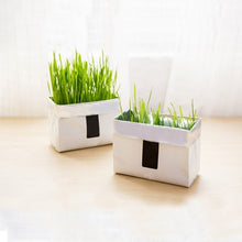 Load image into Gallery viewer, Cat Grass Soilless Culture Kit Cats Organic Removing Hairballs Treatment Indoor Growing Cat Grass Seeds Cat Natural Snacks

